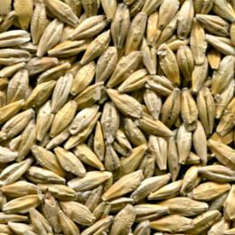 Ячмень после сортировки на фотосепараторе (годный продукт)