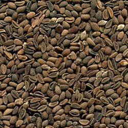 Фацелия после сортировки на фотосепараторе (годный продукт)