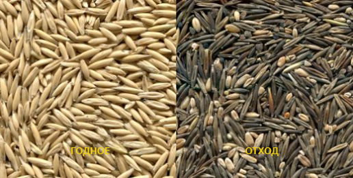 обложка_сортировка овса