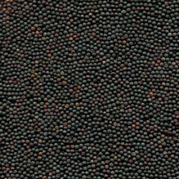 Рапс после сортировки на фотосепараторе (годный продукт)