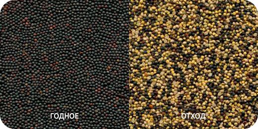 обложка_сортировка рапса