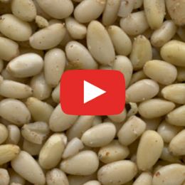 Видео сортировки кедрового ореха