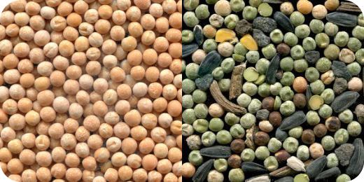 обложка_сортировка гороха