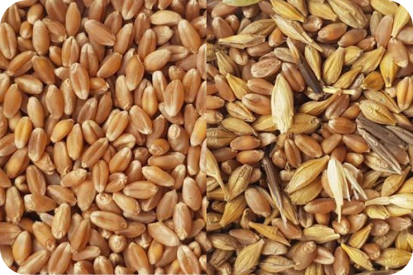 Wheat color sorting