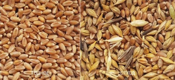 Пшеница_годное_отход