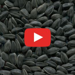 Видео сортировки ядра подсолнечника на фотосепараторе