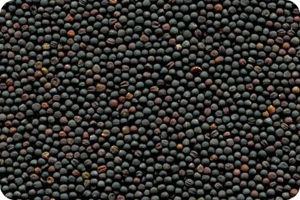 Сортировка рапса на фотосепараторе