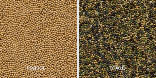 обложка_сортировка горчицы