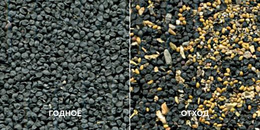 Репчатый лук_годное_отход