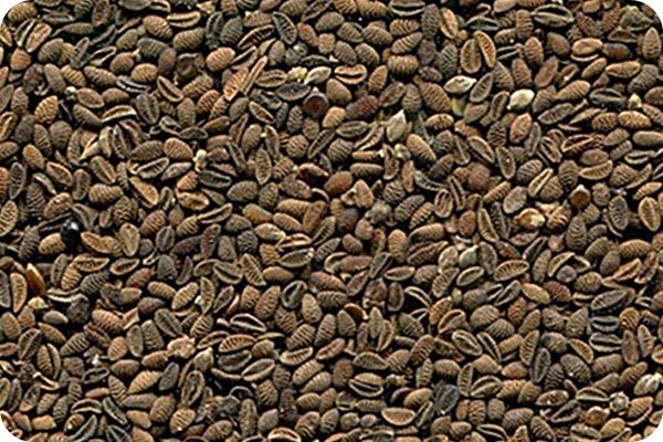 Сортировка фацелии на фотосепараторе