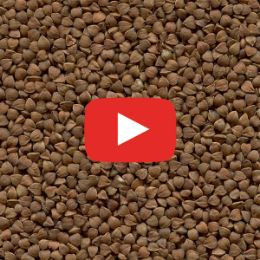 Видео сортировки гречневой крупы на фотосепараторе