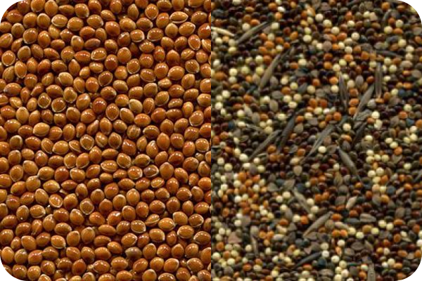 Proso millet color sorting
