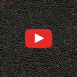 Видео сортировки рапса на фотосепараторе