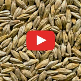 Видео сортировки ячменя на фотосепараторе