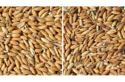 Решена проблема сортировки семян бело- и краснозерного риса