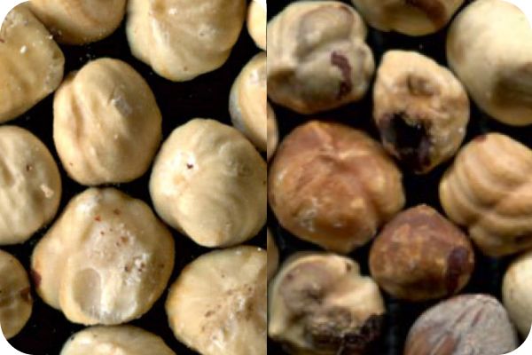 Hazelnut color sorting