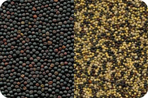 Rapeseed