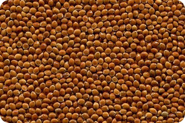 Сортировка просо на фотосепараторе