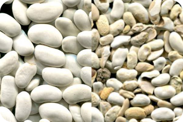 Phaseolus color sorting