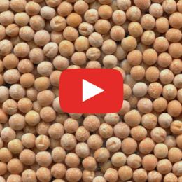 Видео сортировки гороха на фотосепараторе