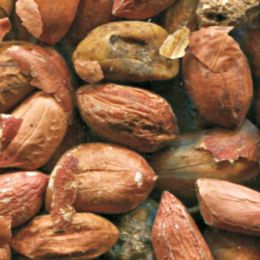 Засорители после сортировки арахиса (отход)