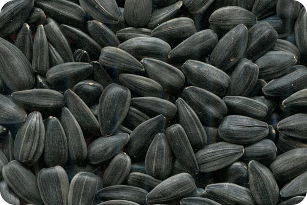 Сортировка семян подсолнечника на фотосепараторе