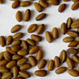 Рыжик после сортировки на фотосепараторе (годный продукт)