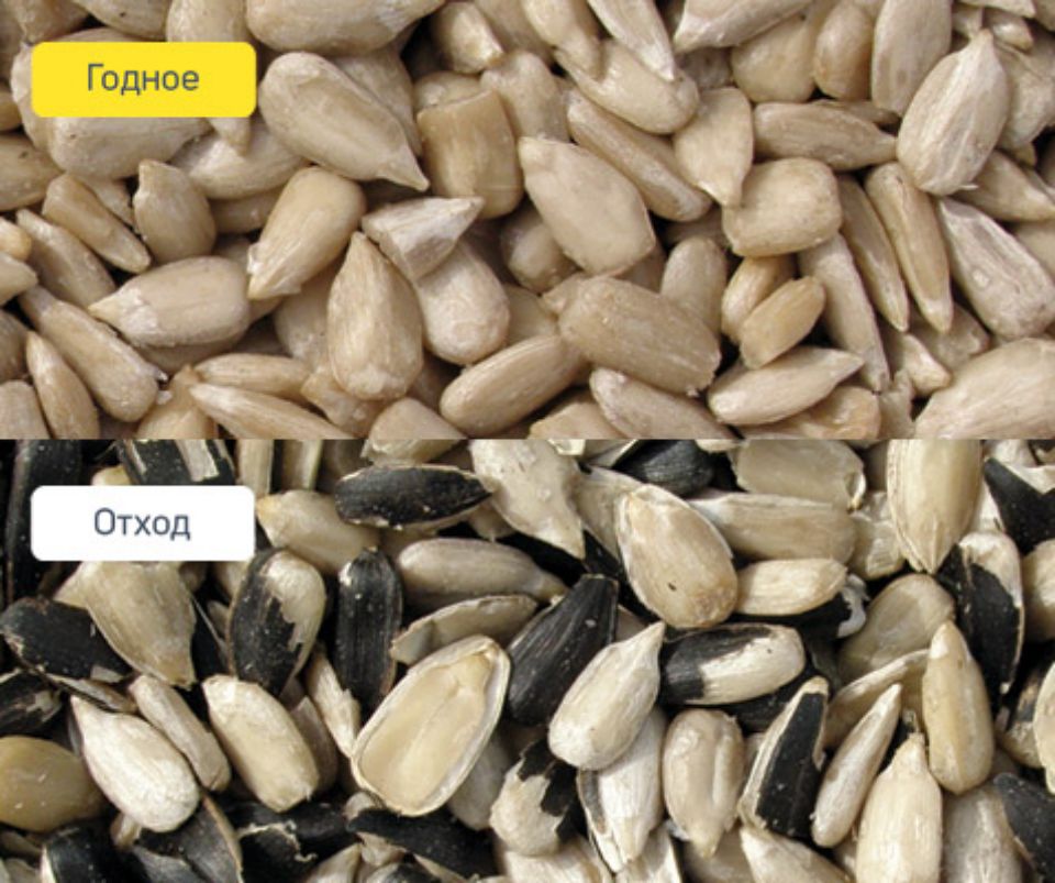 Ядро подсолнечника