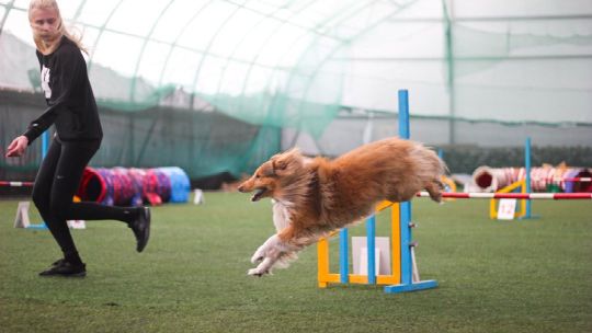кинологический спорт