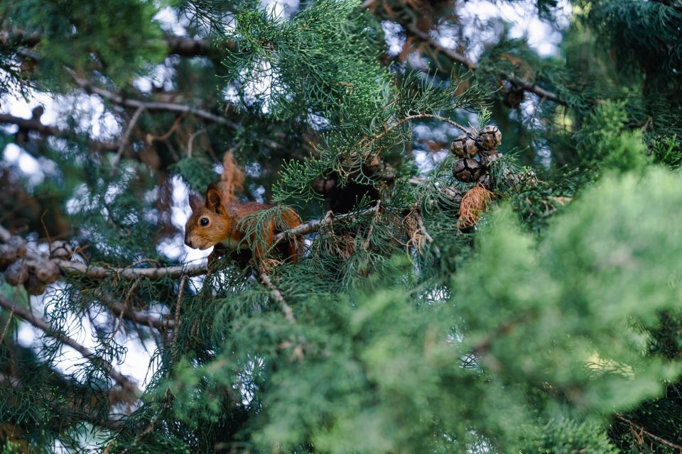 белка на дереве