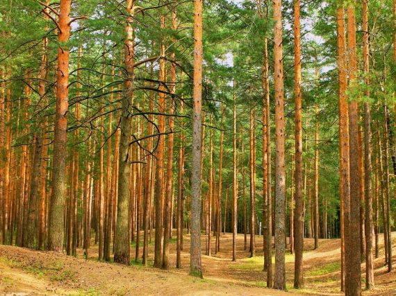 Детский лагерь. Пикники