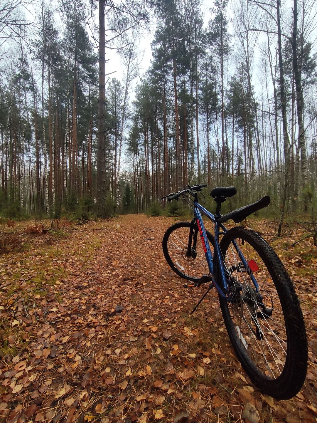 Эко-отель Forest. Велопрогулки по настоящим лесным тропам!