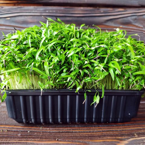 Микрозелень кервеля имеет душистый вкус схожий с анисом и петрушкой, а внешне напоминает морковь. Употребляют во многих блюдах, особенно сочетается с рыбой, десертами, овощами. Часто подают в свежем виде с различными закусками и соусами.