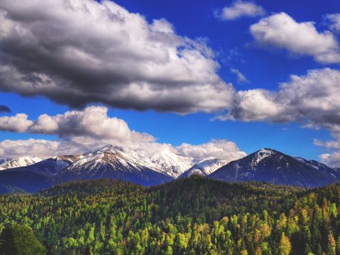 Яворова поляна