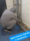 мыши и крысы ( дератизация )