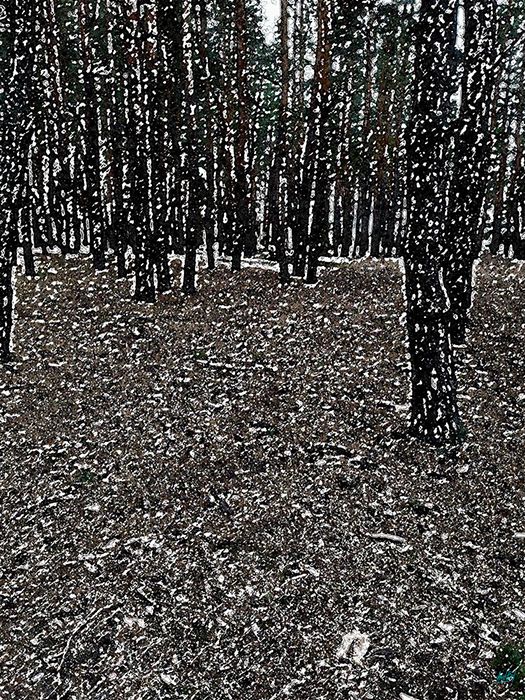 The smell of pine needles
