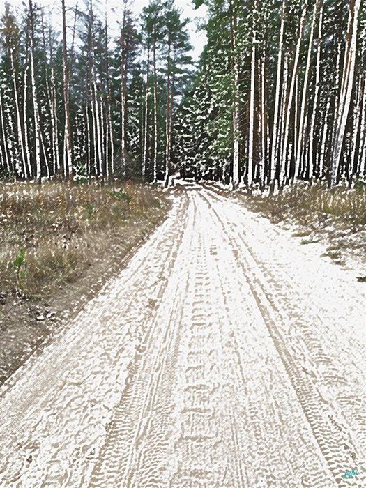 Road to the forest