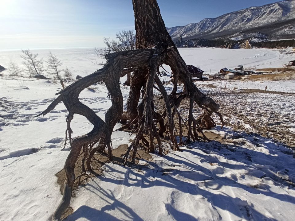 Ходульные деревья в бухте Песчаной на западном берегу озера Байкал