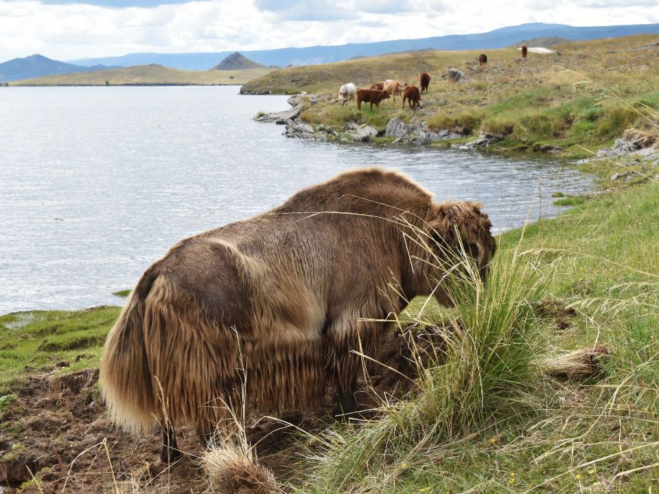 Як на острове Ольхон