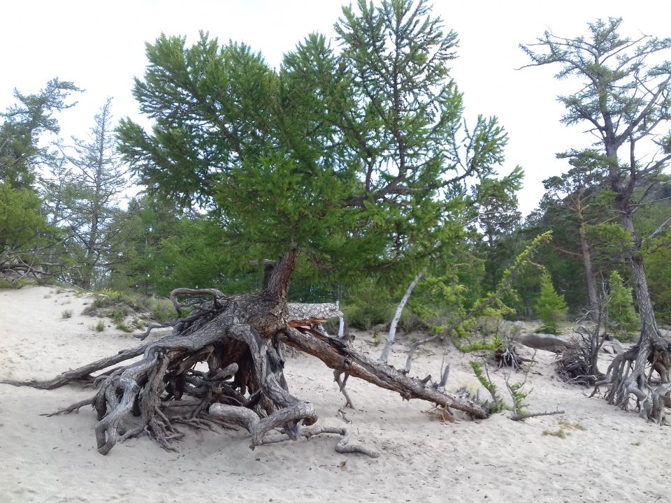 Ходульные деревья в бухте Песчаной на западном берегу озера Байкал