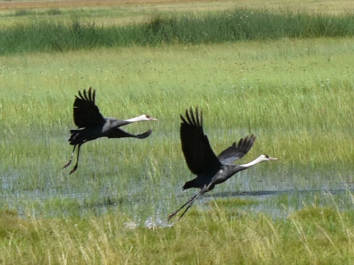 Живой Байкал. Журавли. Западный берег Байкала.