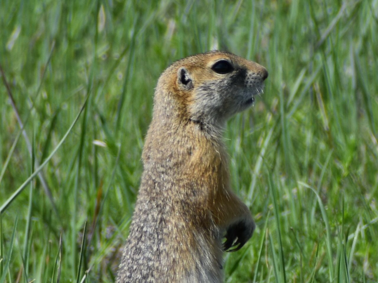 Суслик на западном берегу Байкала в степи