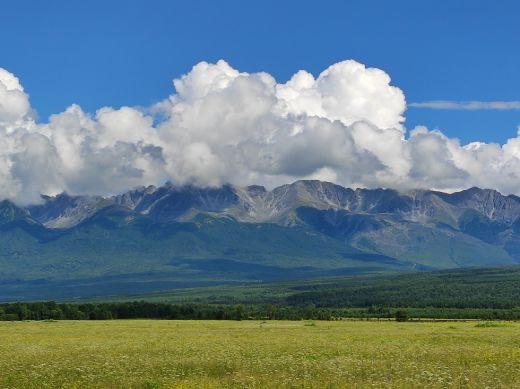 Тункинская Долина Бурятия цветы