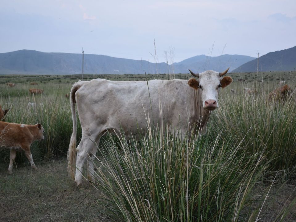 Тажеранские степи на западном берегу Байкала