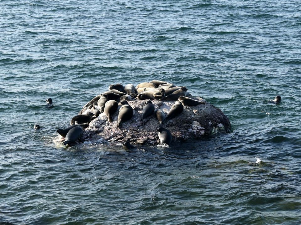 Лежбище байкальской нерпы