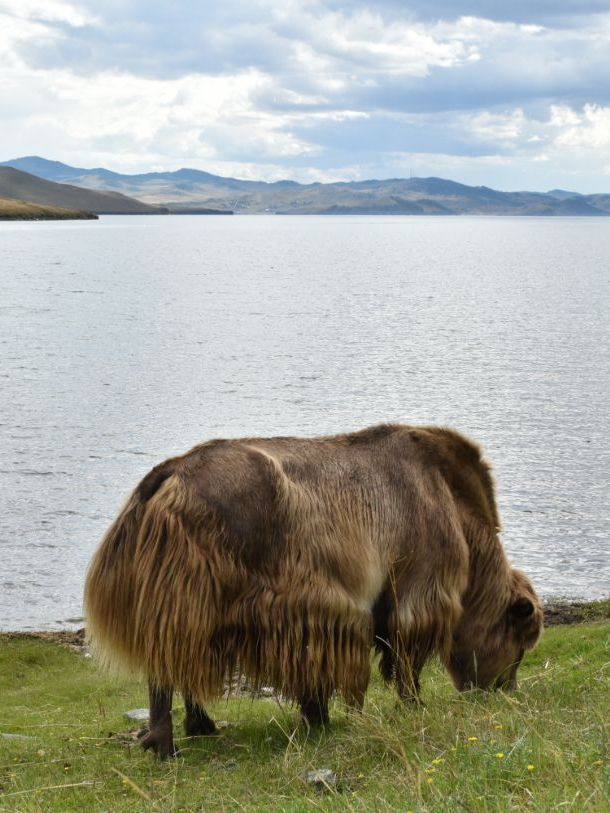 Яки на острове Ольхон