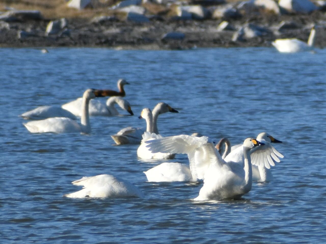 Лебеди на озерах в Тажеранской степи, западный берег Байкала