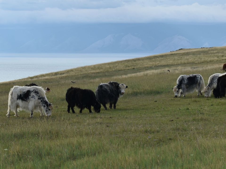 Яки на острове Ольхон