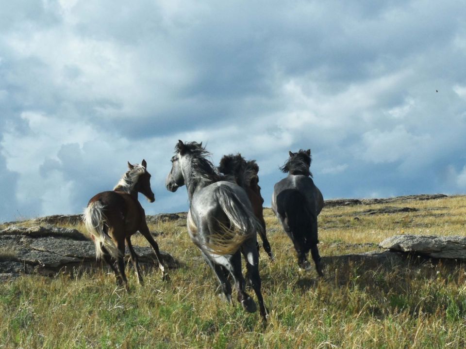 Кони на острове Ольхон