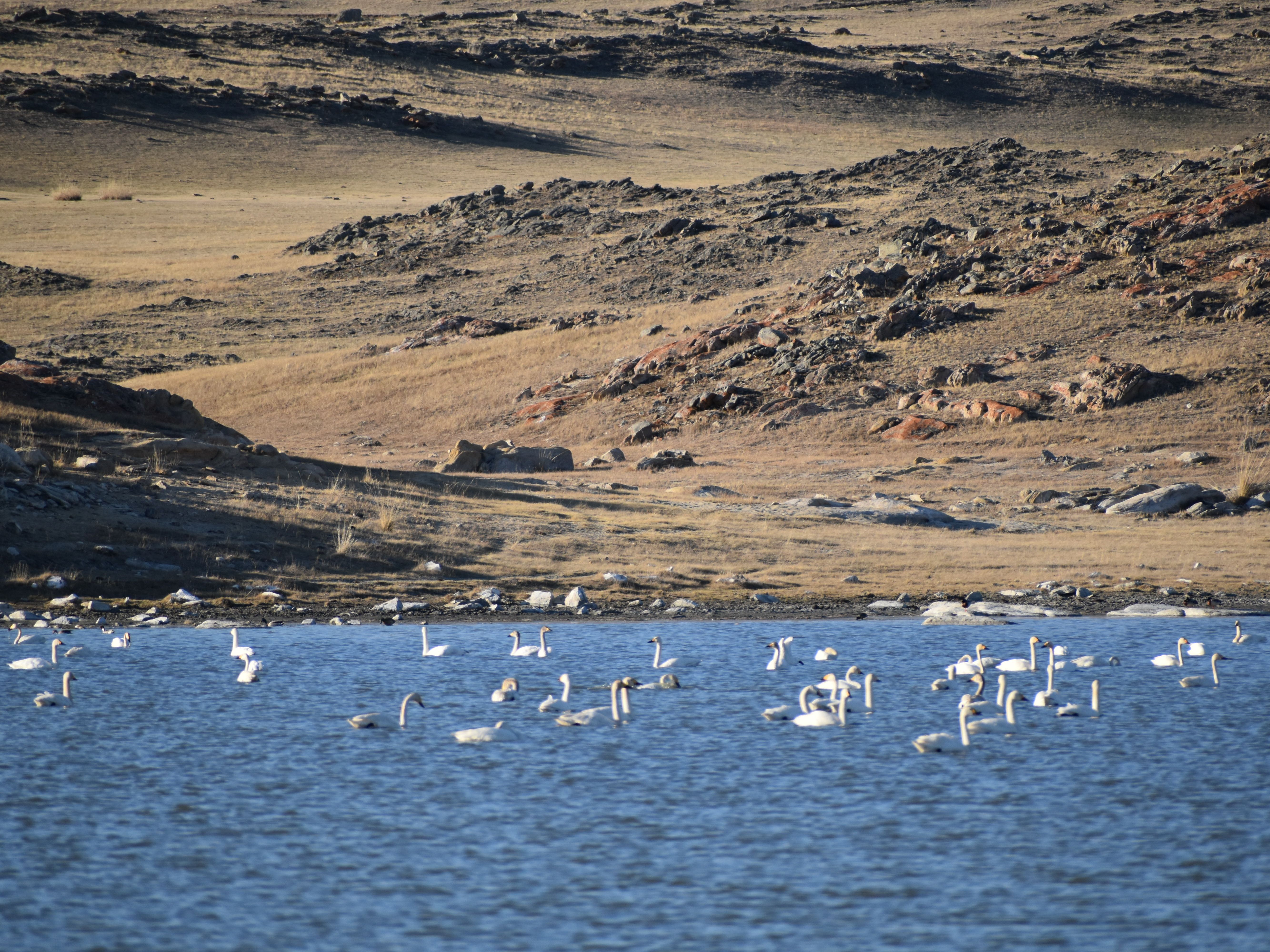 Лебеди на озерах в Тажеранской степи, западный берег Байкала